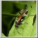 Macrophya duodecimpunctata - Blattwespe 01.jpg